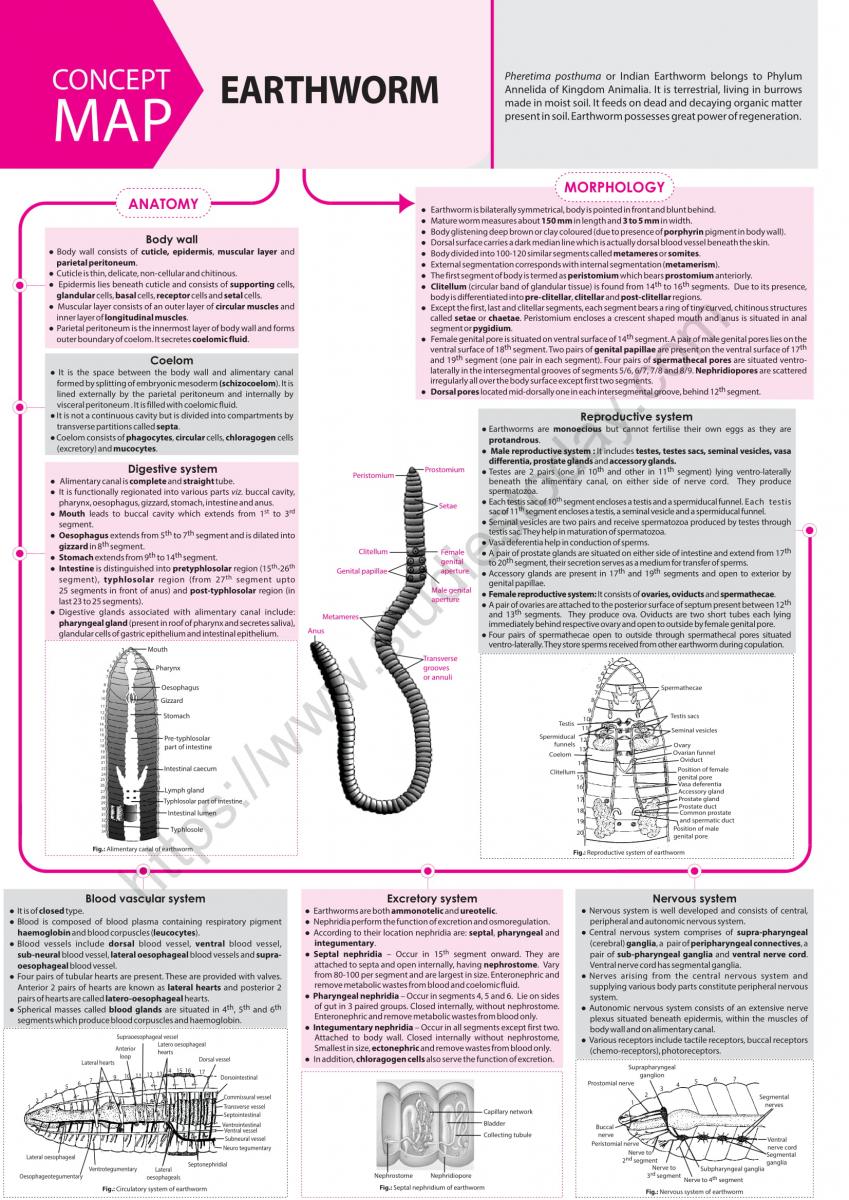 Anatomy Of Earthworm Class 11 Human Anatomy 